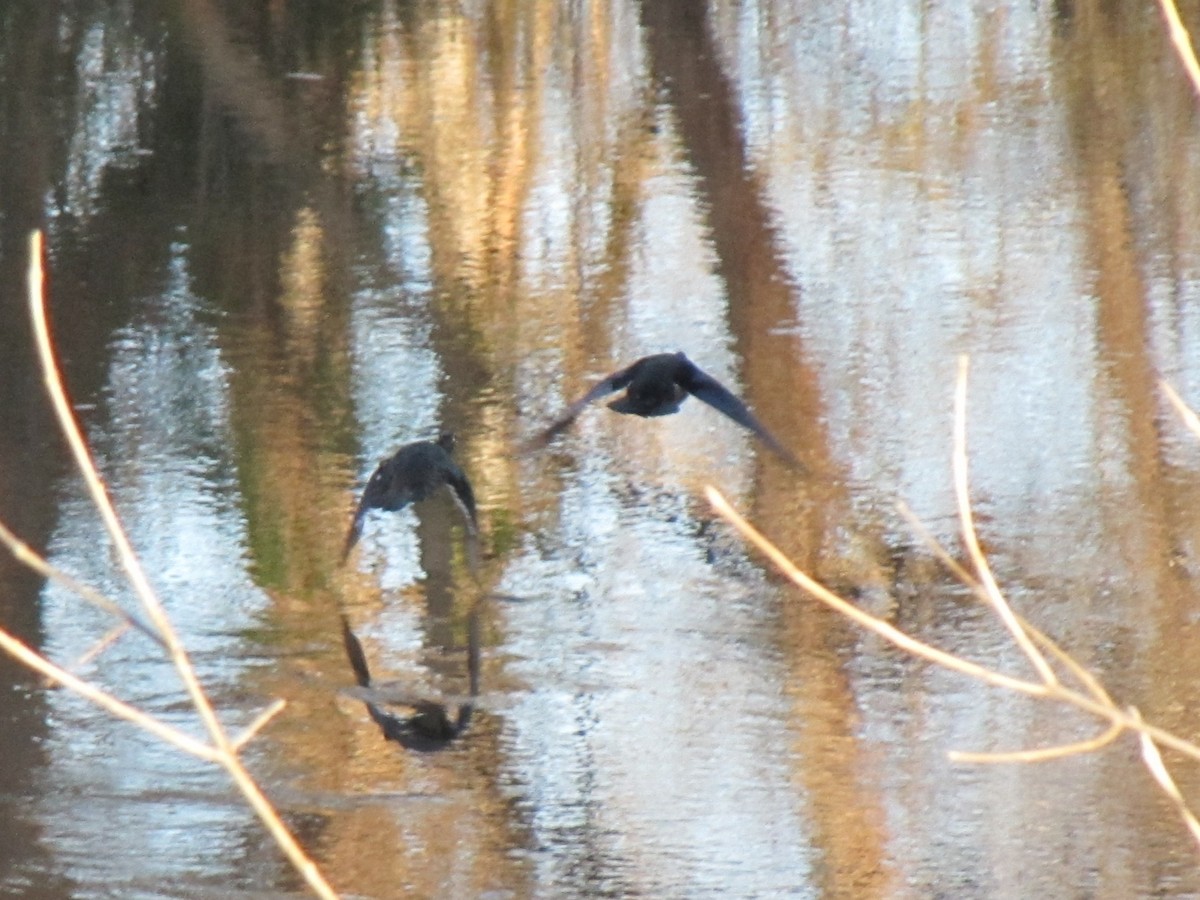 Wood Duck - ML647804463