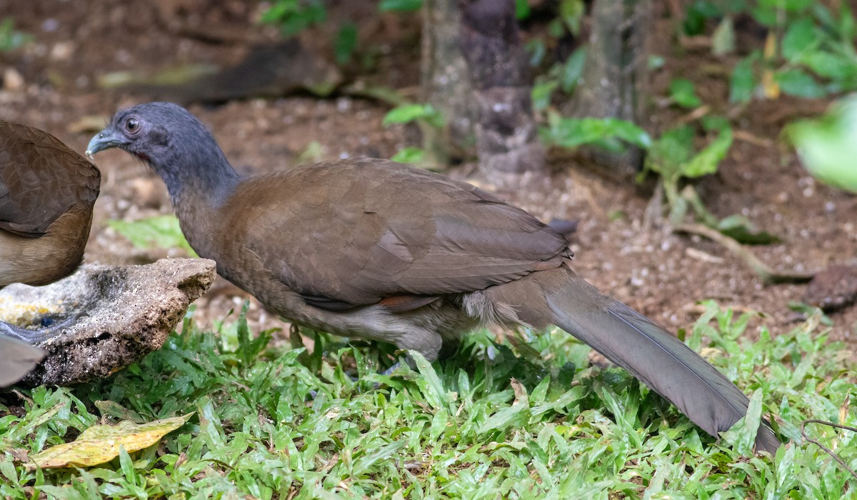 Gray-headed Chachalaca - ML647804464