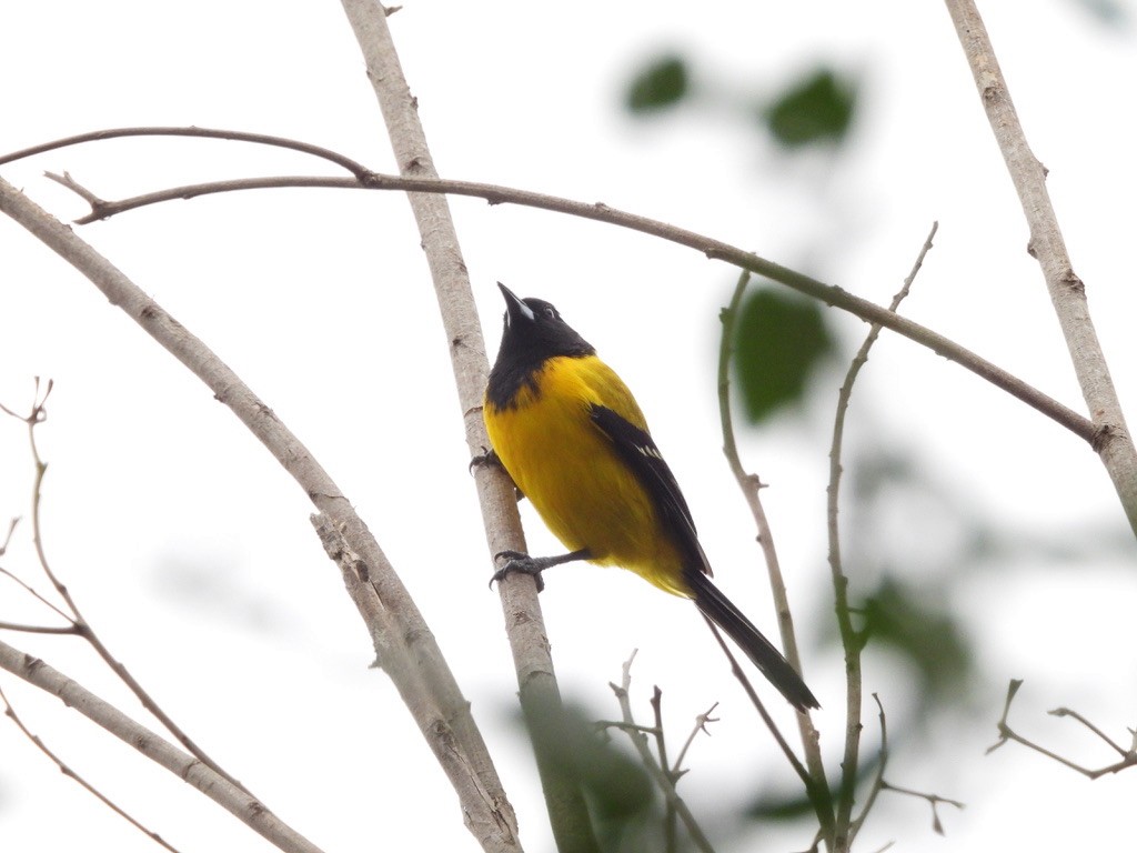 Audubon's Oriole - ML647804468