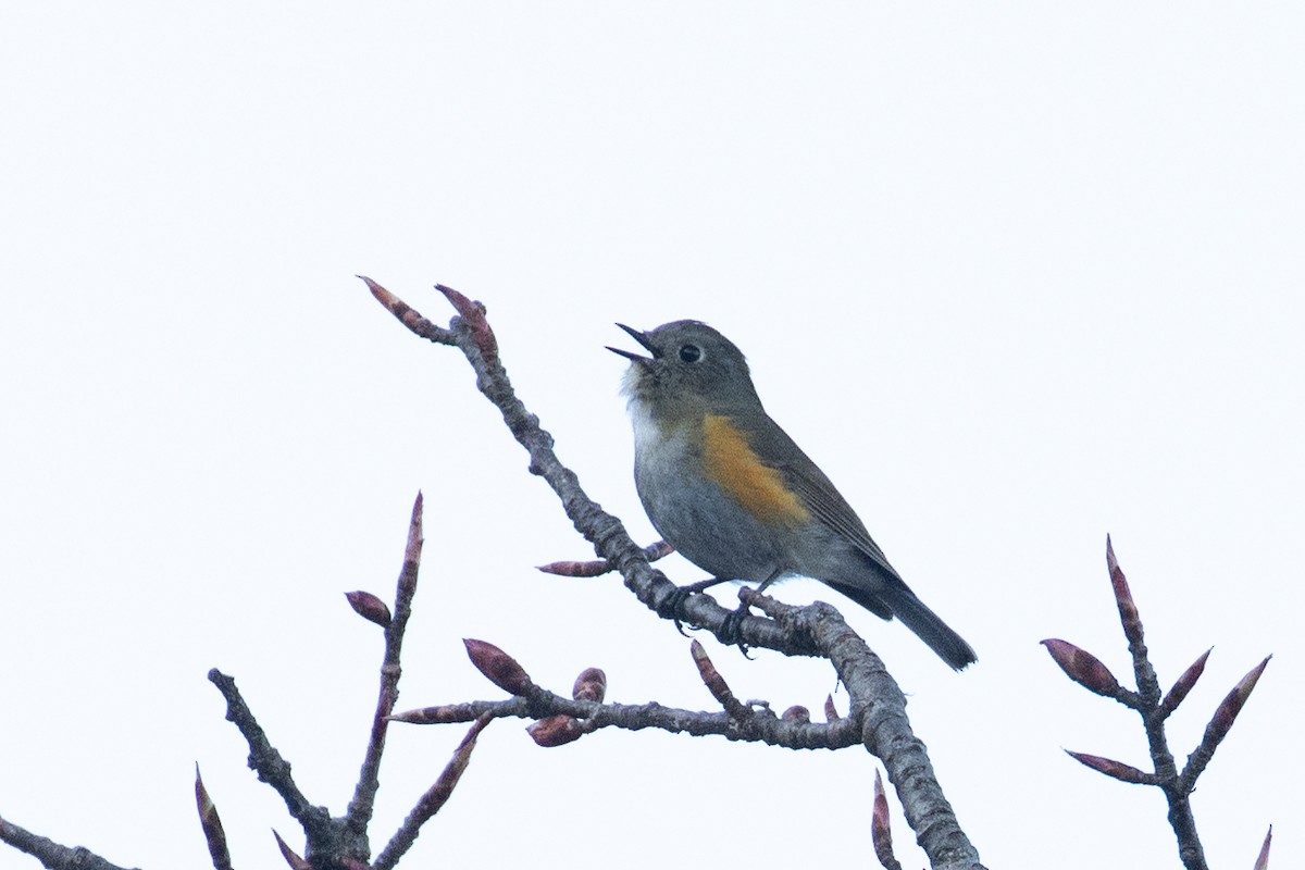 Himalayan Bluetail - ML647804474