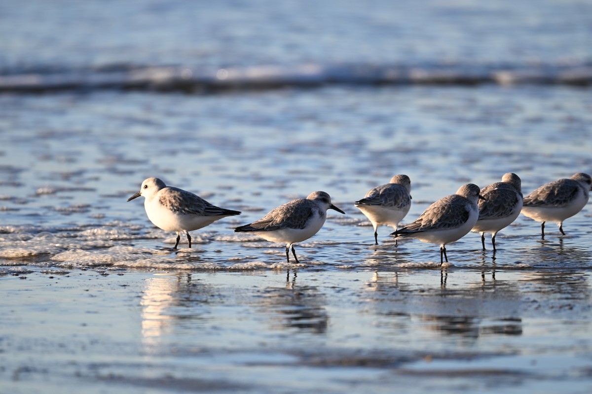 Sanderling - ML647804475