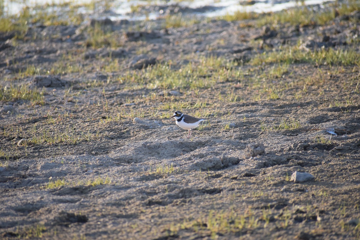 Little Ringed Plover - ML647804477