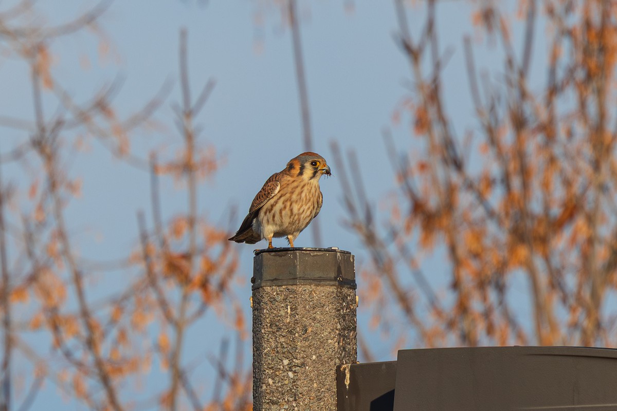American Kestrel - ML647804479