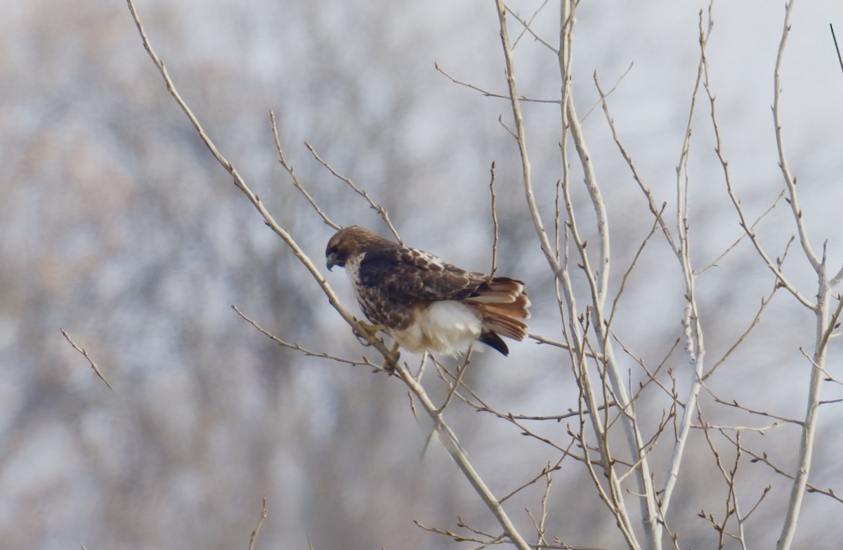Red-tailed Hawk - ML647804480