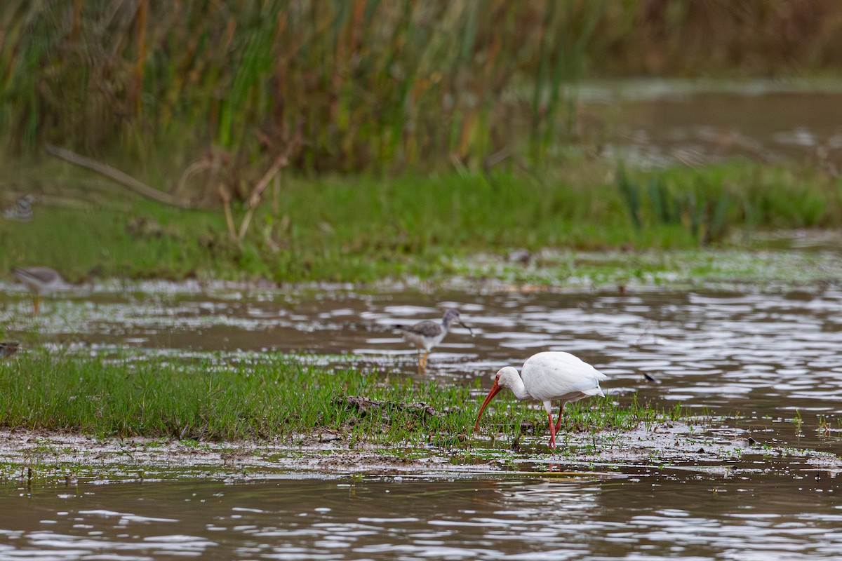 White Ibis - ML647804481