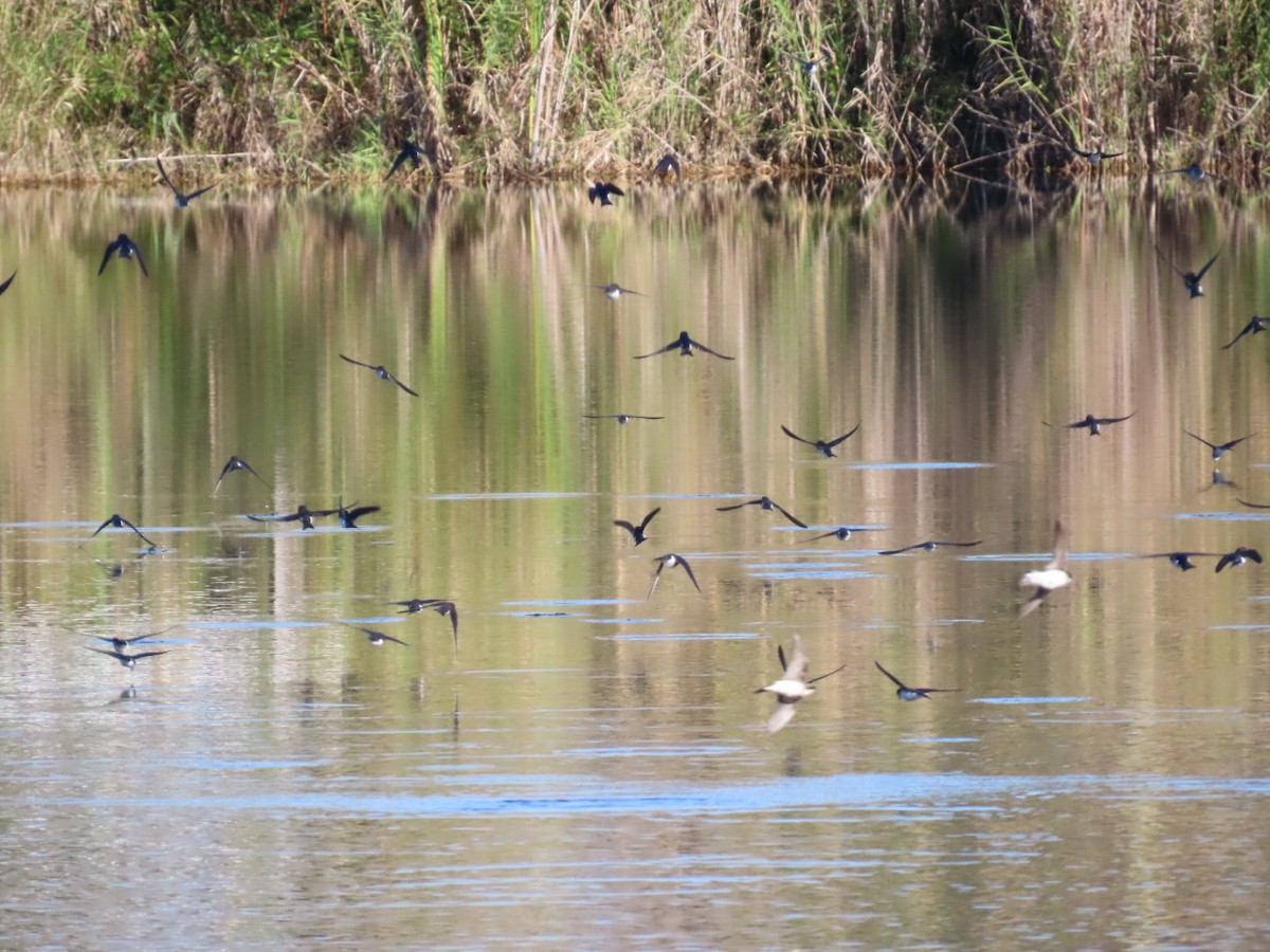 Tree Swallow - ML647804485