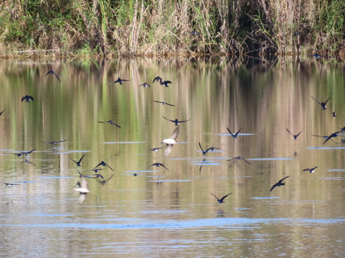 Tree Swallow - ML647804486