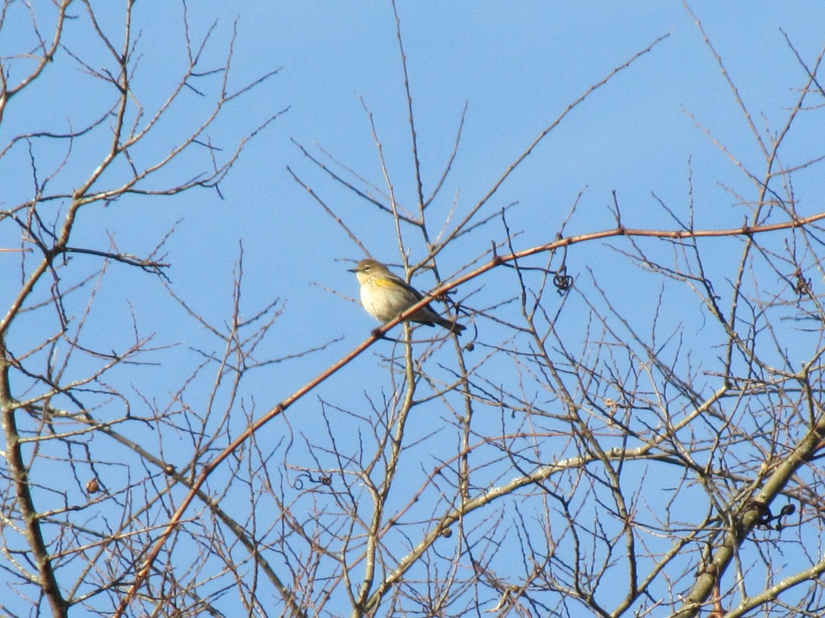 Yellow-rumped Warbler - ML647804488