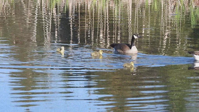 ברנטה קנדית - ML647804495