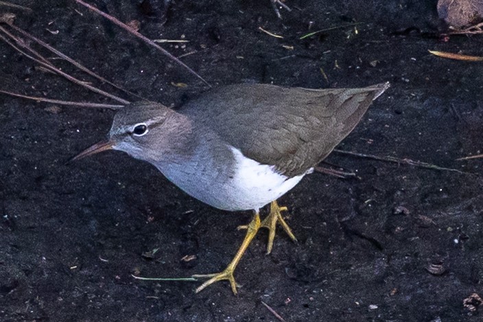 アメリカイソシギ - ML647804496