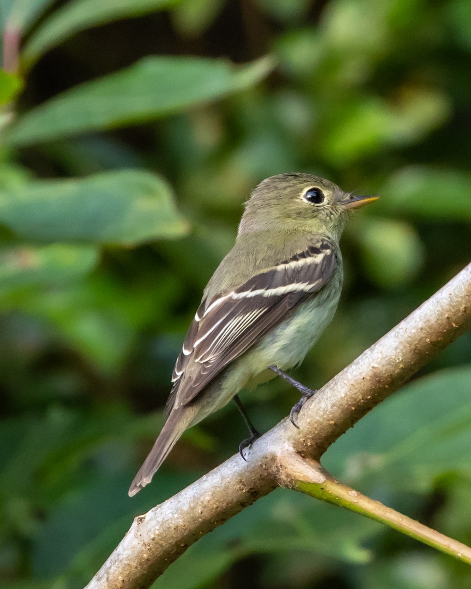 Желтобрюхий мухолов - ML647804498