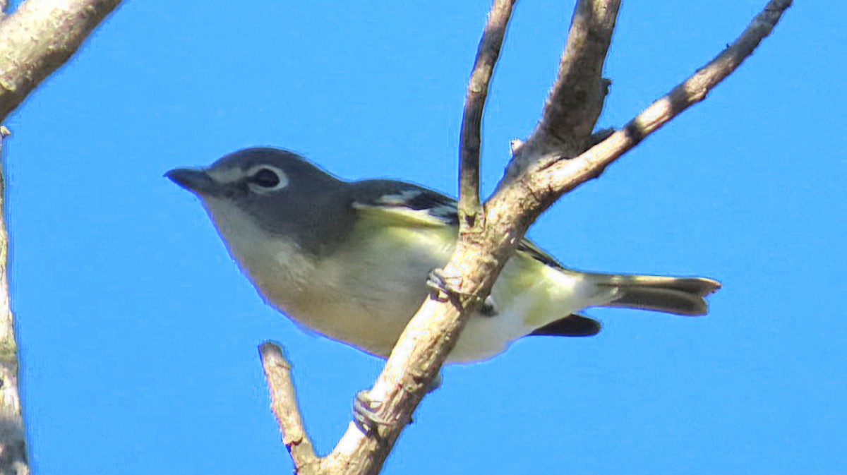 zelenáček brýlový - ML647804514