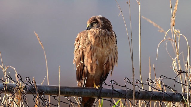 זרון אמריקני - ML647804518