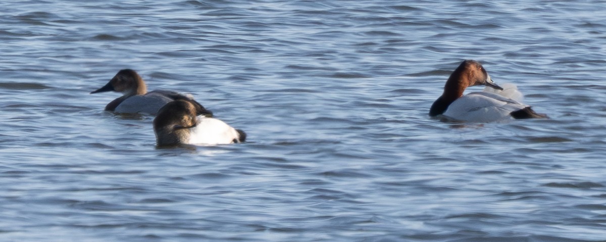 Büyük Elmabaş - ML647804521