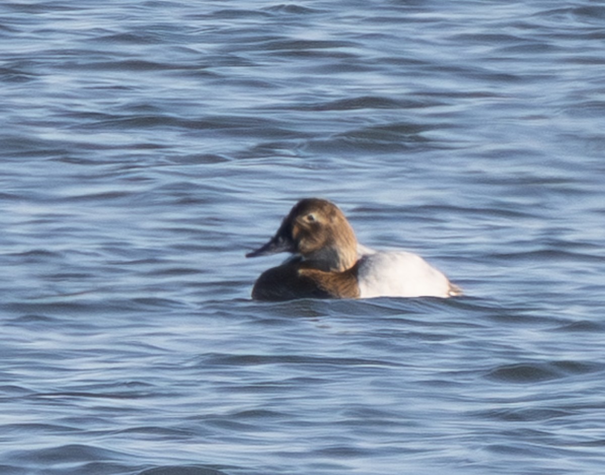 Büyük Elmabaş - ML647804522