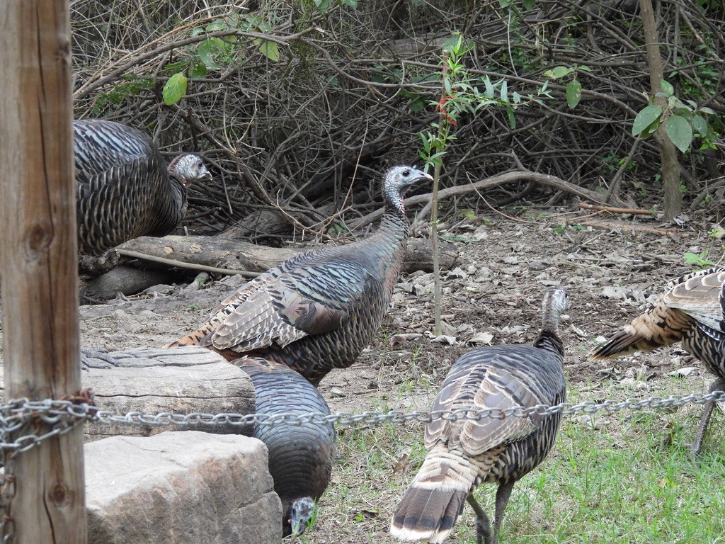 Turkey Vulture - ML647804531
