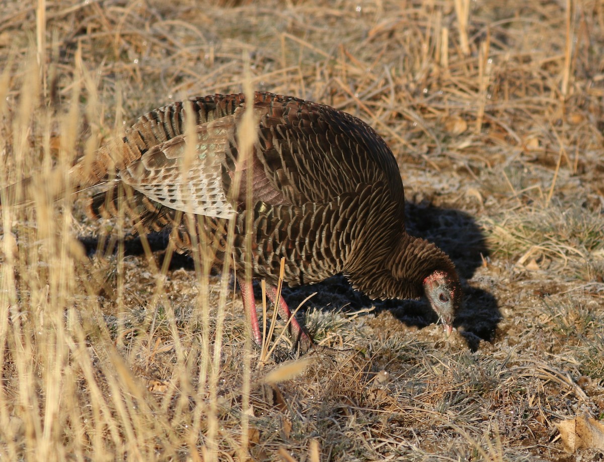 Wild Turkey - ML647804532