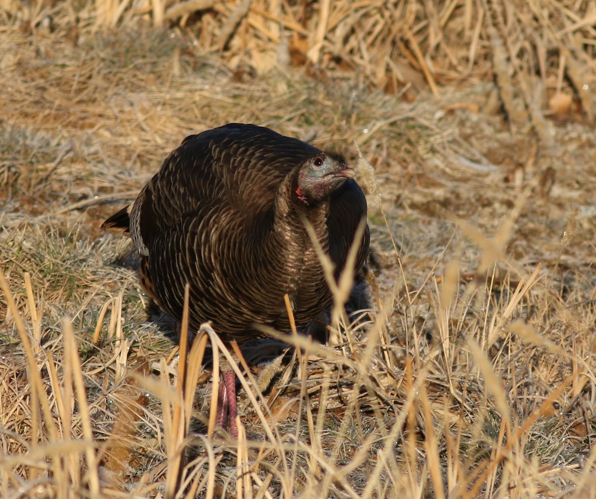 Wild Turkey - ML647804534
