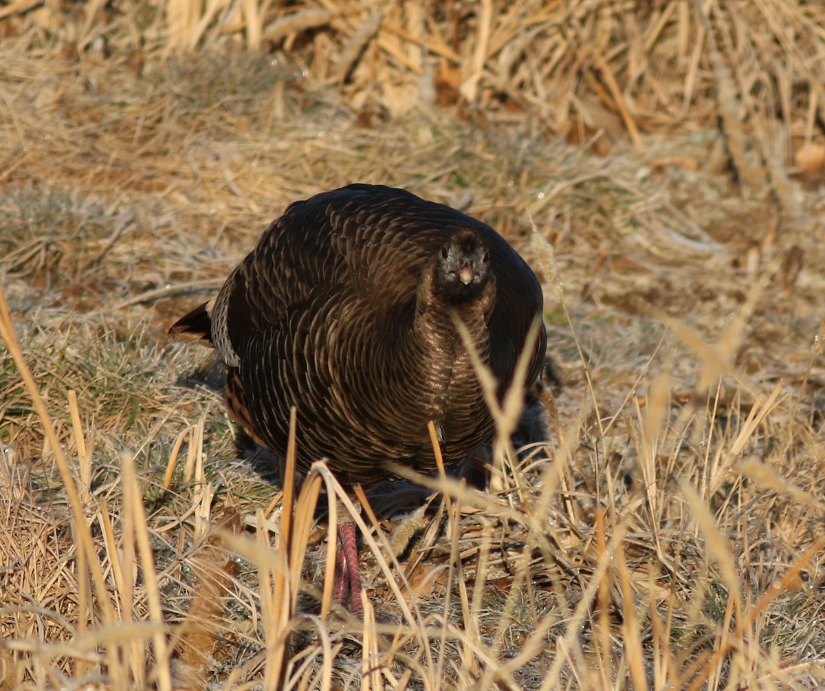 Wild Turkey - ML647804535