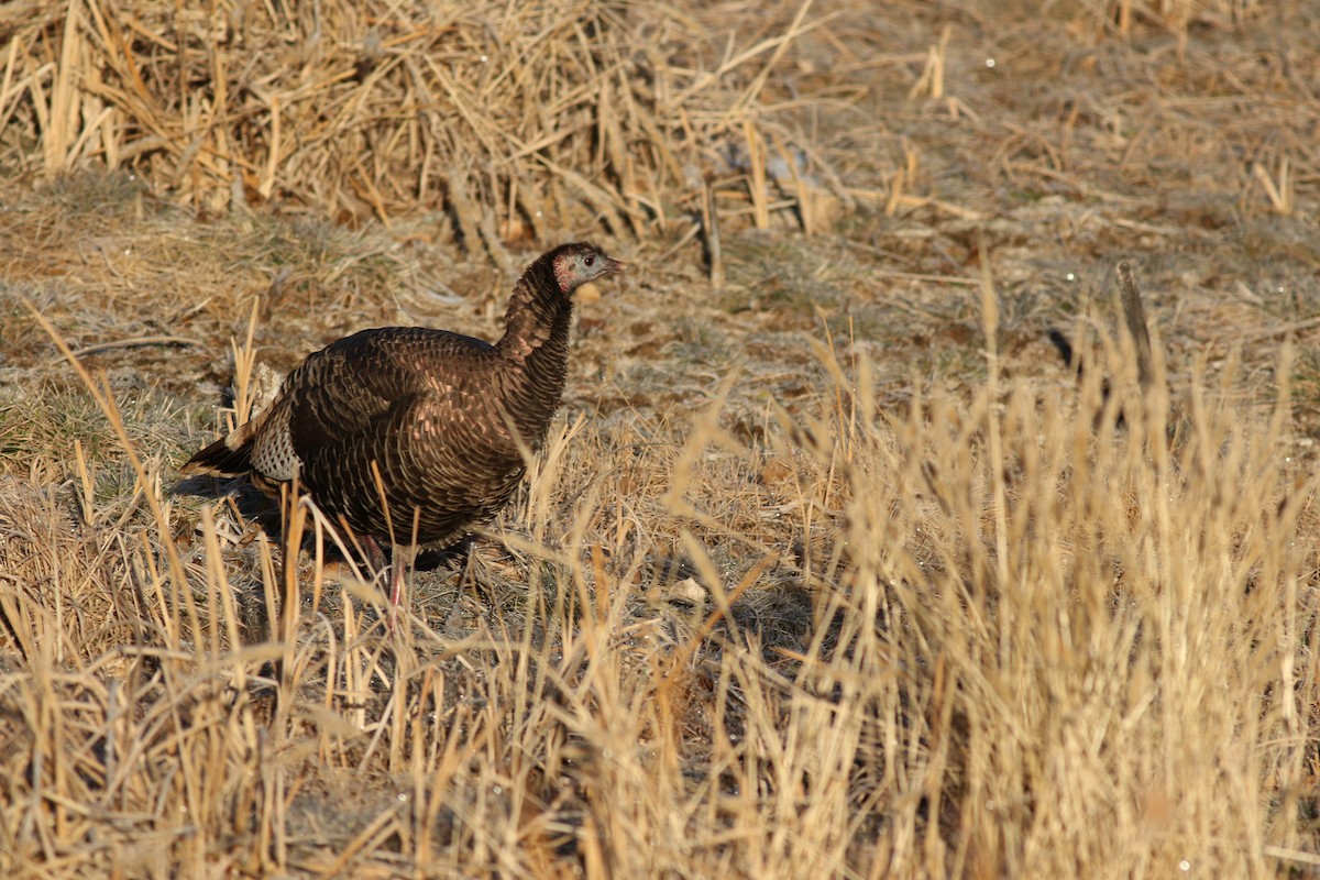 Wild Turkey - ML647804536