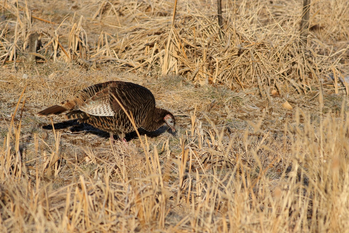 Wild Turkey - ML647804540