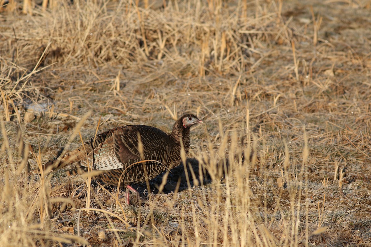 Wild Turkey - ML647804541