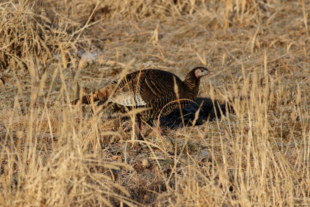 Wild Turkey - ML647804543