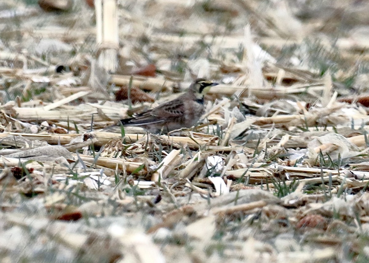 Alondra Cornuda - ML647804562