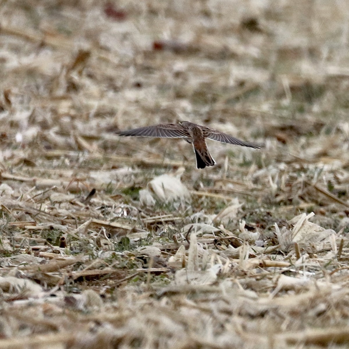 Alondra Cornuda - ML647804563