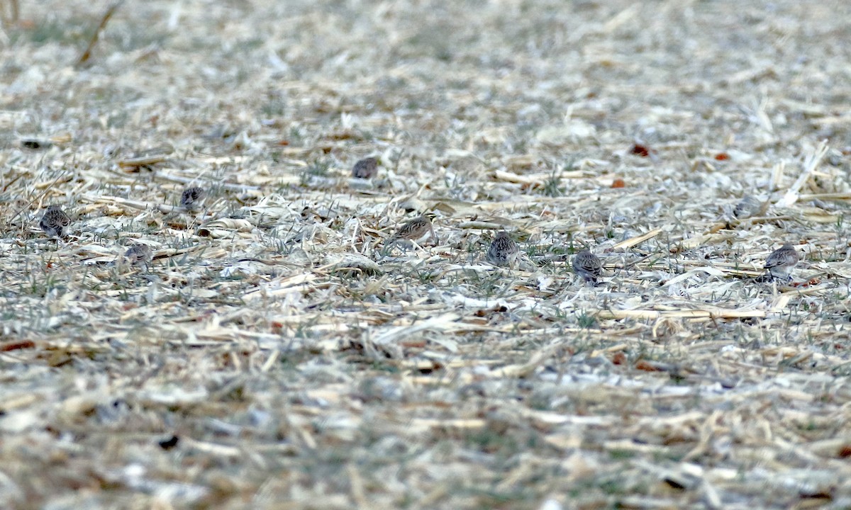 Alondra Cornuda - ML647804564