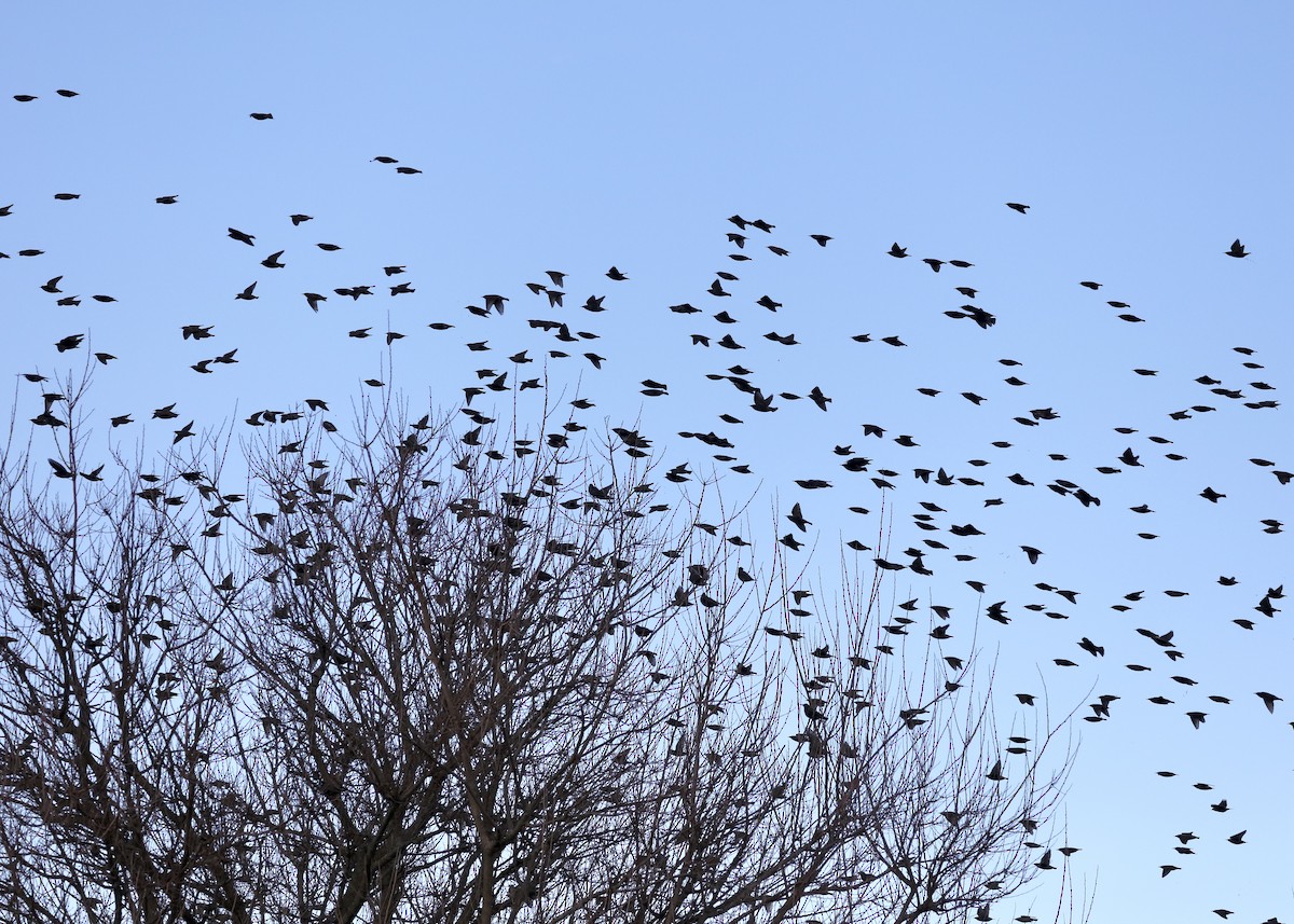 Шпак звичайний - ML647804569