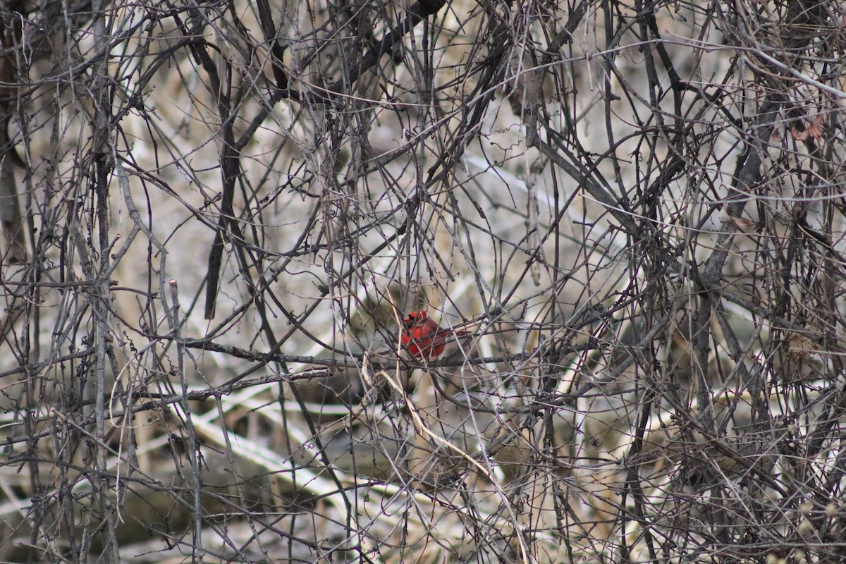 Northern Cardinal - ML647804570