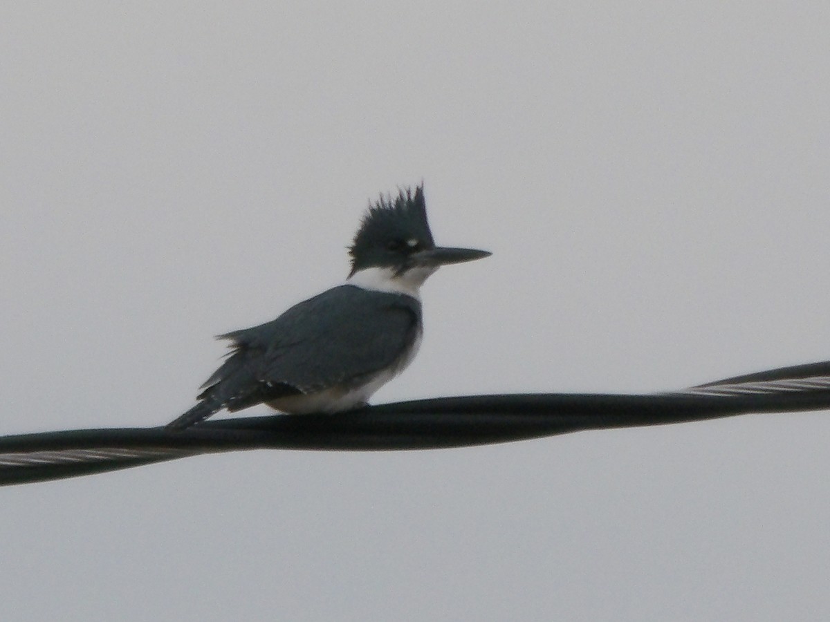 Martin handi iparramerikarra - ML647804578