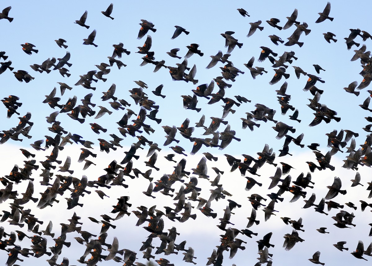 Еполетник червоноплечий - ML647804604