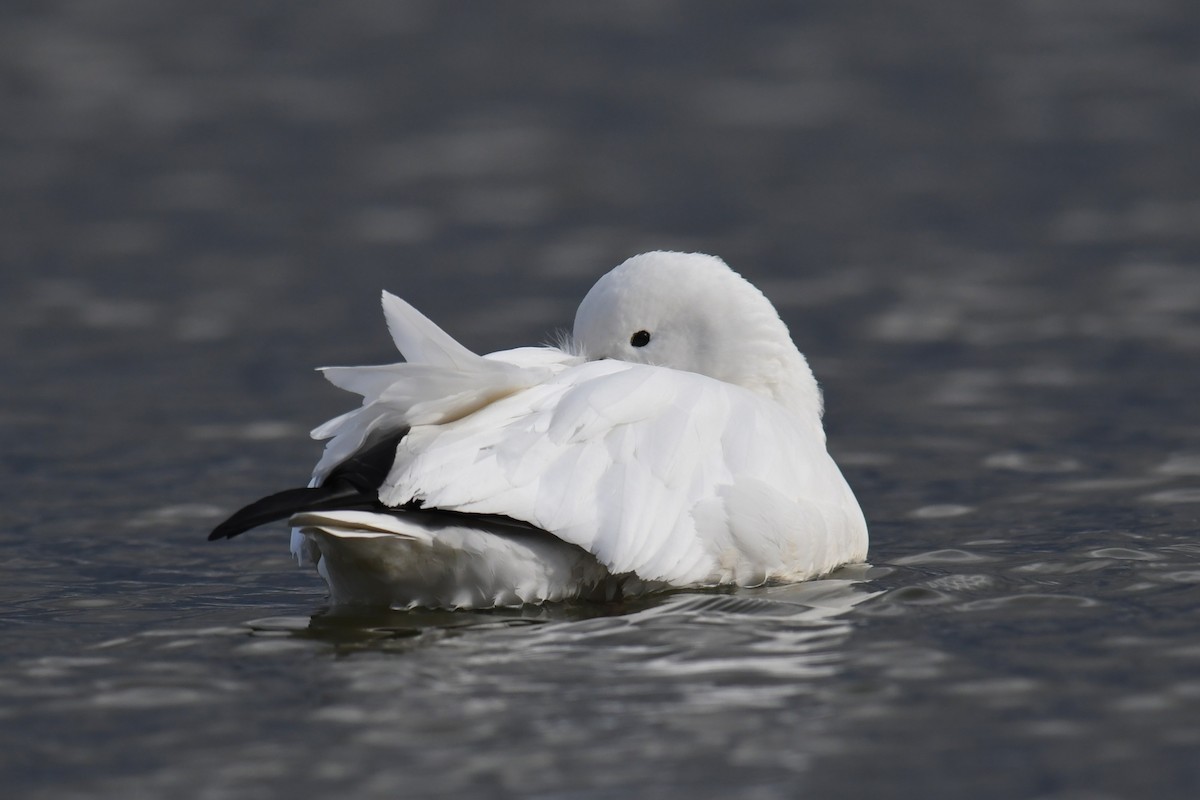 ヒメハクガン - ML647804608