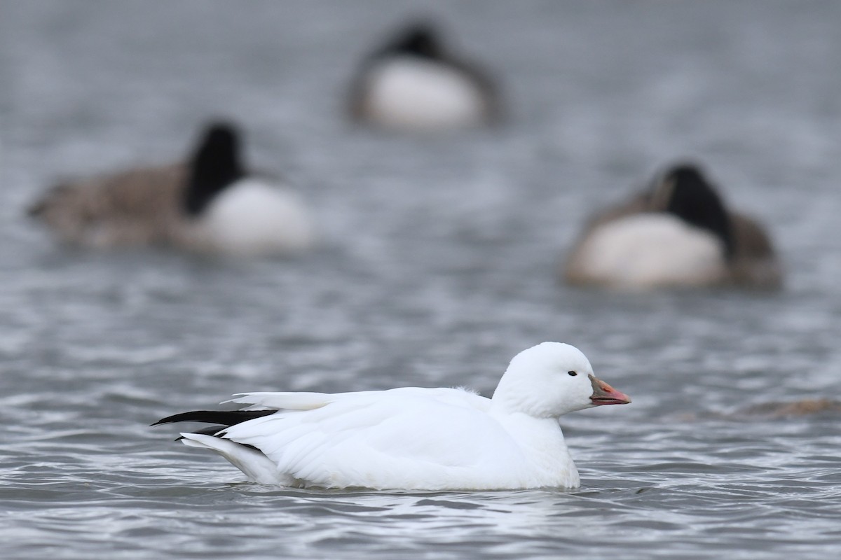 ヒメハクガン - ML647804609