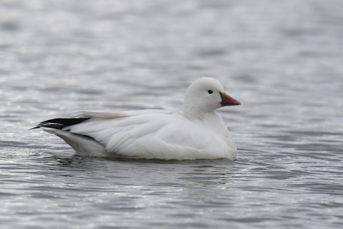 ヒメハクガン - ML647804610