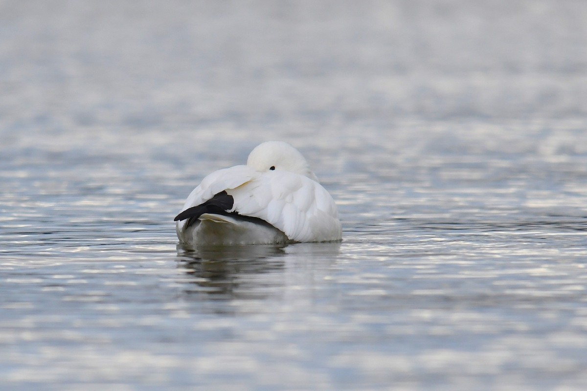 ヒメハクガン - ML647804611