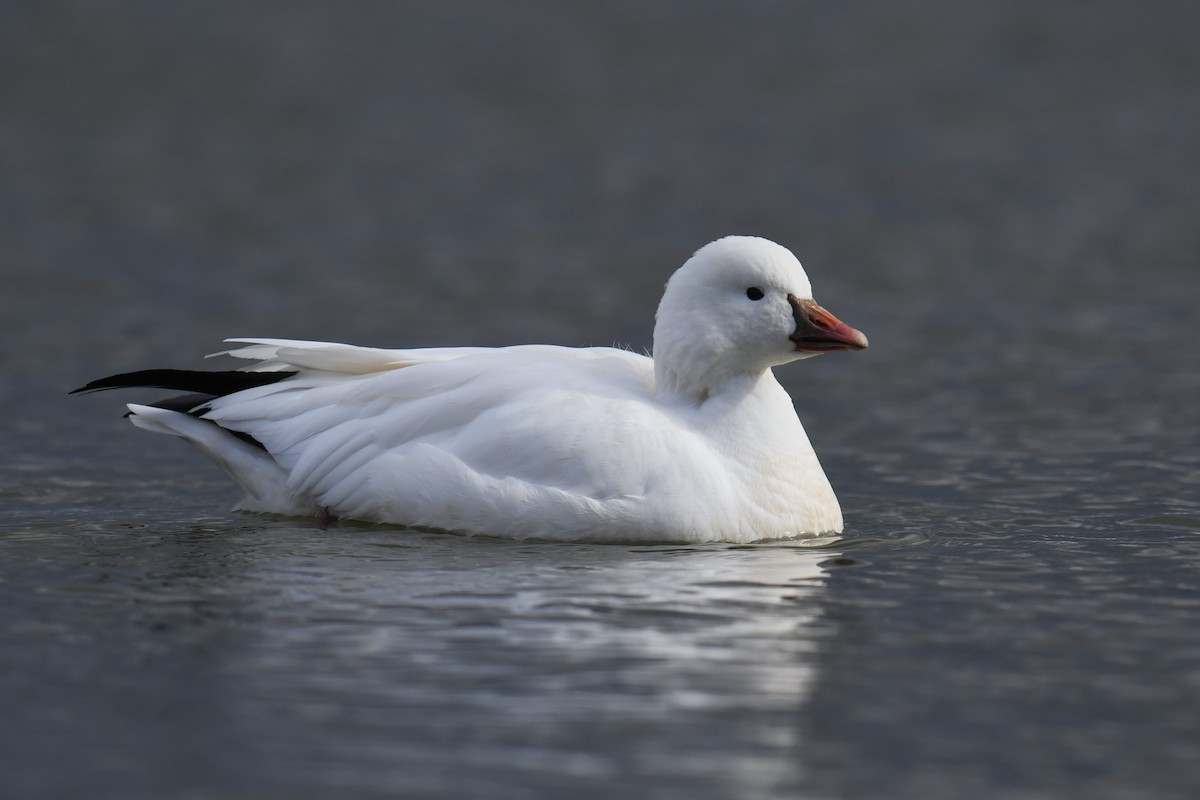 ヒメハクガン - ML647804612