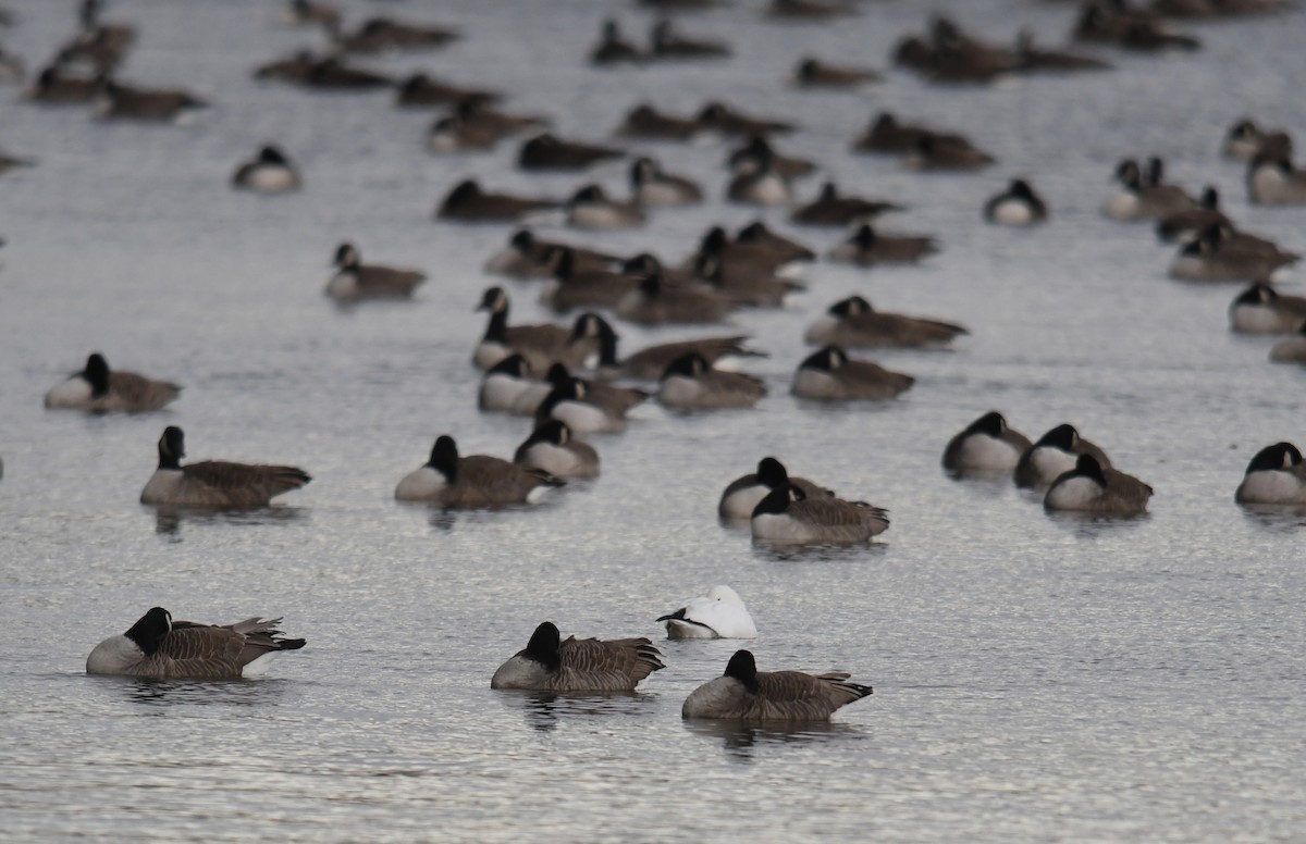 ヒメハクガン - ML647804613