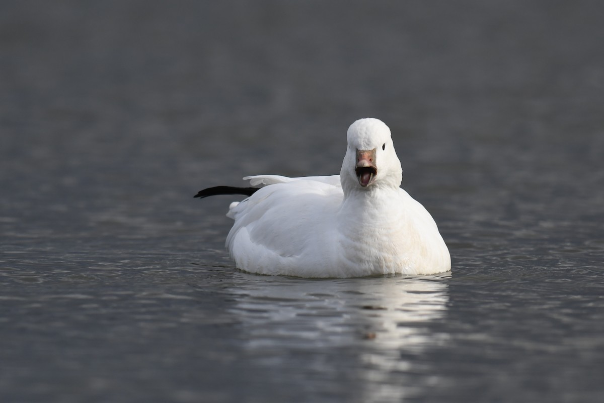 ヒメハクガン - ML647804614