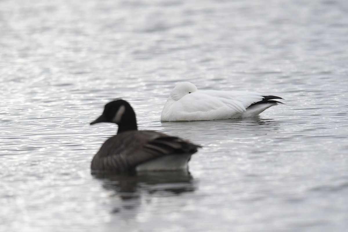 ヒメハクガン - ML647804615