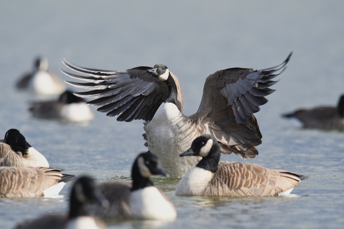 カナダガン - ML647804617