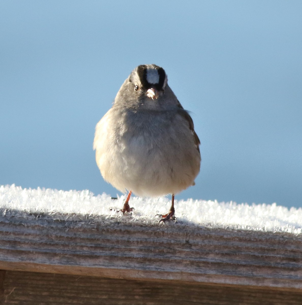 Porsuk Serçesi - ML647804619