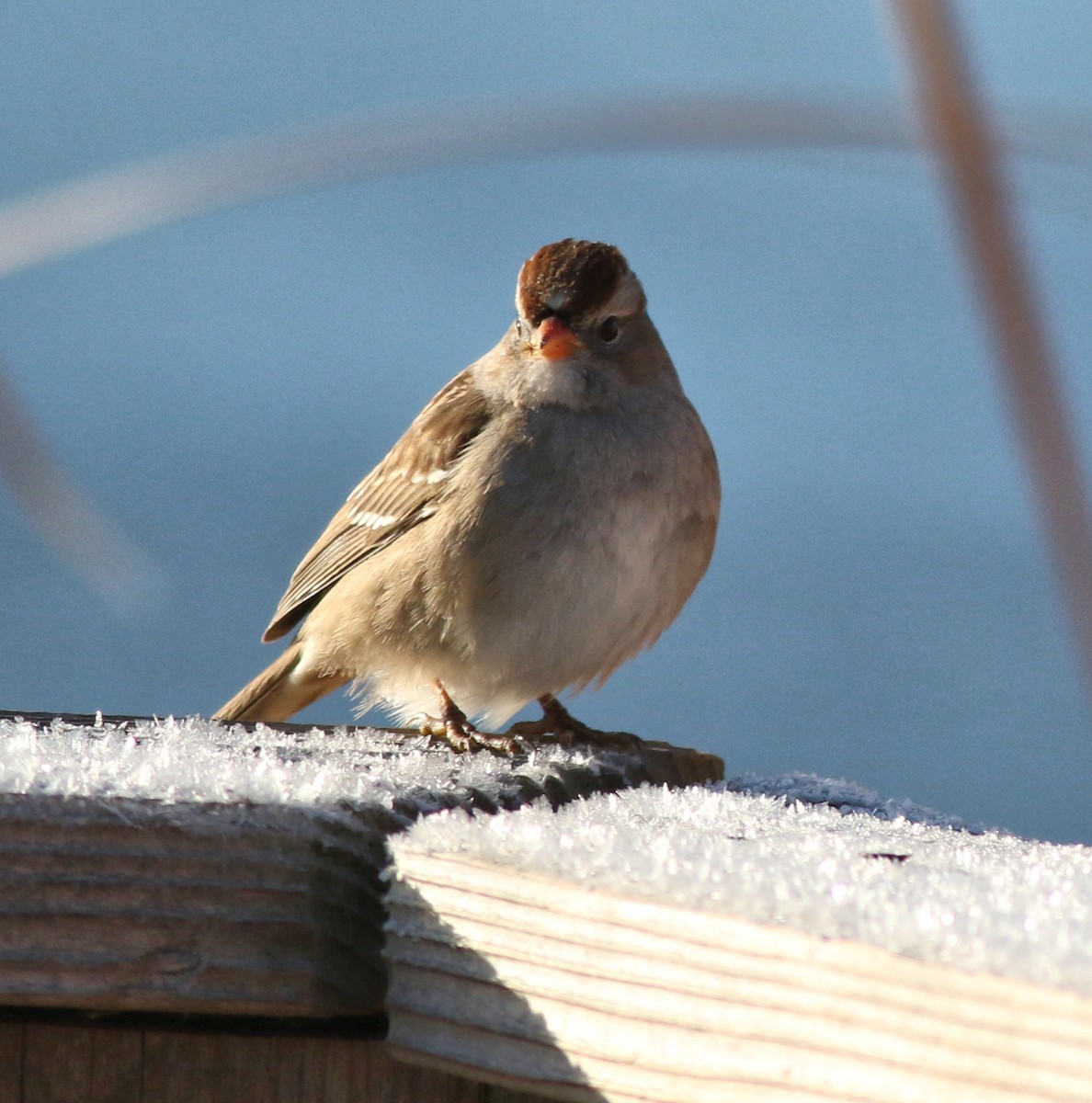 Porsuk Serçesi - ML647804620