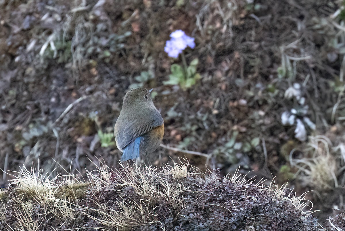 Robin de l'Himalaya - ML647804621