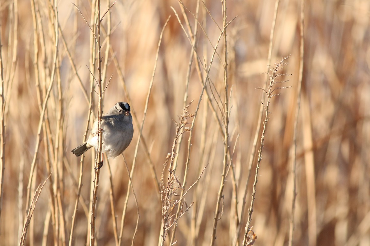 Porsuk Serçesi - ML647804622