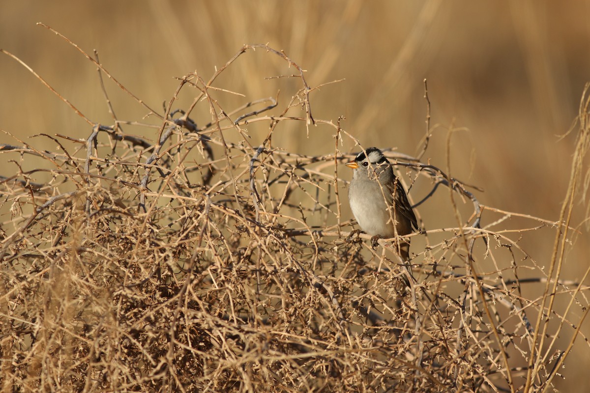 Porsuk Serçesi - ML647804623