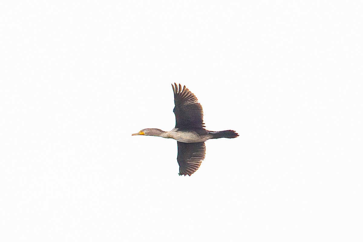 Double-crested Cormorant - ML647804636