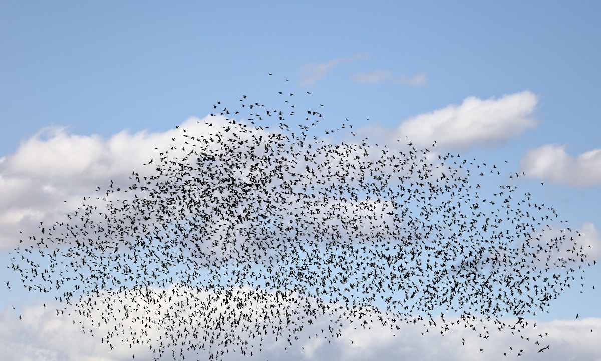 Шпак звичайний - ML647804640